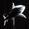 Chromium Shark - - Sculpture By - 2 Chromium Shark - - Sculpture By - -Cheap Paint Store 16256605 chromium squale l 80cm