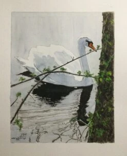 LE CYGNE DE BERNOU - - Painting By -
