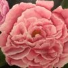 Peony Flower - - Painting By -