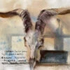 Study With A Goat's Head - - Painting By - -Cheap Paint Store 16676683 stl 20230329 etuds cerepomkozla