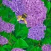 Lilacs - - Painting By - -Cheap Paint Store 16679731 hudson kelley 3
