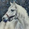 Horsey - - Painting By - -Cheap Paint Store 16708294 20230328 223809 1