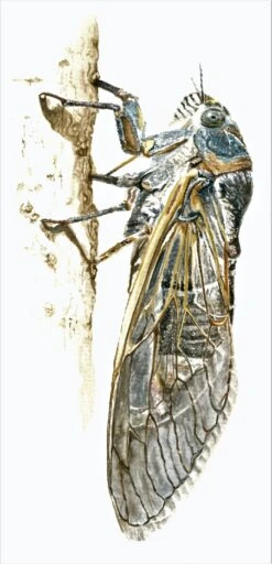 Une Cigale - - Painting By -